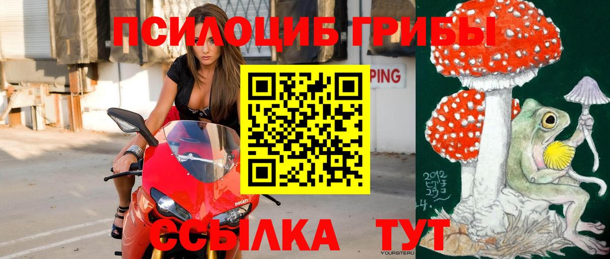 Галлюциногенные грибы Psilocybe Пыть-Ях